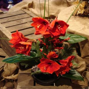 RED AMARYLLIS